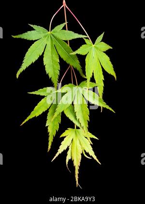 Fogliame verde diviso retroilluminato del piccolo albero duro, Acer Palmatum, su uno sfondo nero Foto Stock