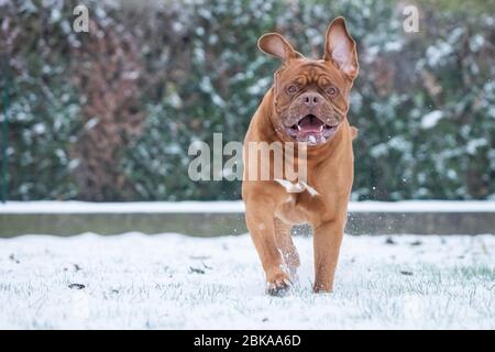 Il mastiff francese che cammina nella neve Foto Stock