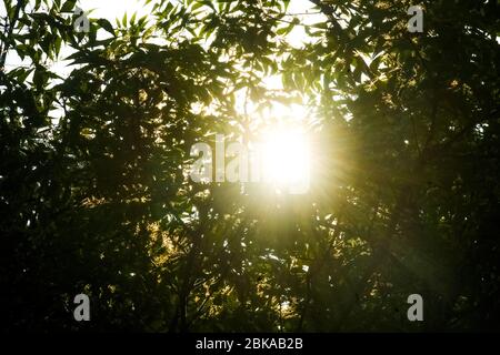 Esplosione di raggi di sole attraverso il fodolaggio degli alberi. Foto Stock