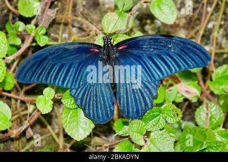 Primo piano di una farfalla del Grande Mormon (papilio memnon), presa in Malesia Foto Stock