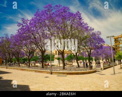 Alberi di jacaranda fioriti in una piazza della città di Malaga nella regione Andalusia del sud della Spagna. Foto Stock