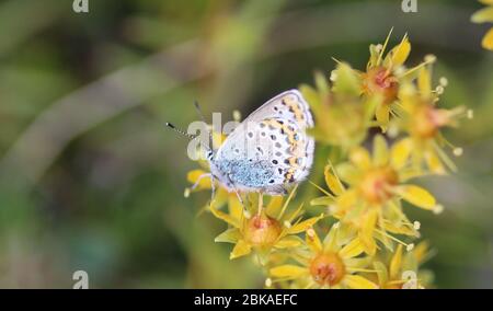 Primo piano di Plebejus idas, la farfalla blu o blu settentrionale Idas Foto Stock