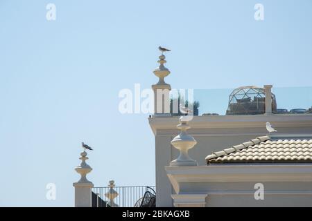 Gabbiani in cima ad un edificio, tetto, cielo blu, natura Foto Stock