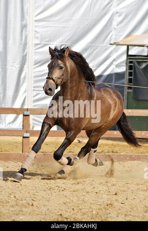 Bel ritratto di un cavallo di stallone spagnolo buckskin trotto su corda lunga Foto Stock