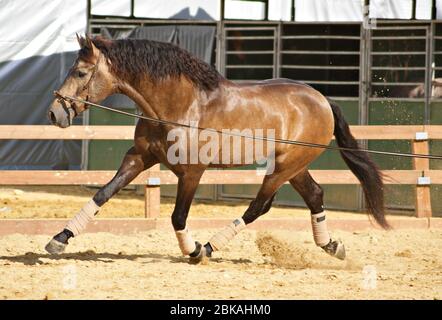 Bel ritratto di un cavallo di stallone spagnolo buckskin trotto su corda lunga Foto Stock