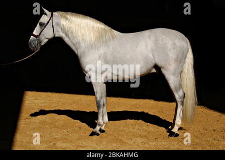 Bel ritratto di un cavallo spagnolo bianco lucido isolato in fondo nero in Spagna Foto Stock