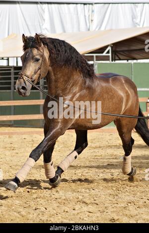 Bel ritratto di un cavallo di stallone spagnolo buckskin trotto su corda lunga Foto Stock