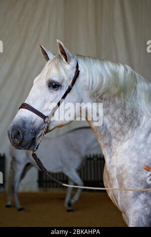 Ritratto di un cavallo spagnolo grigio prima di una gara morfologica in Spagna Foto Stock