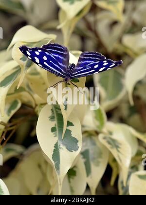 Blu onda blu-bande blu purplewing, tropicale onda blu, bianco bluewing, o Royal blu (Myscelia cianiris) su foglia fuso Foto Stock