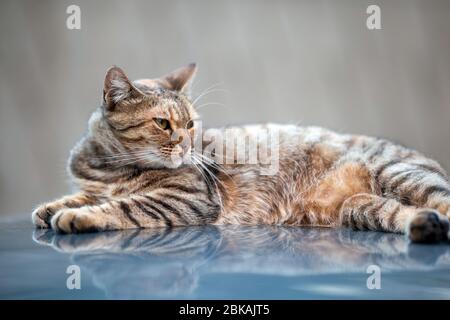 Gatto sulla parte superiore della vettura Foto Stock