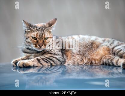 Gatto sulla parte superiore della vettura Foto Stock