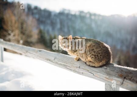 gatto in inverno in montagna Foto Stock