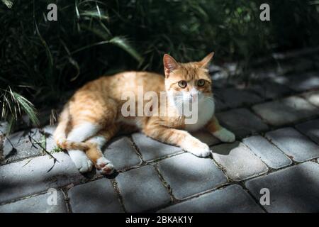 Gatto sulla grotta in villaggio Foto Stock