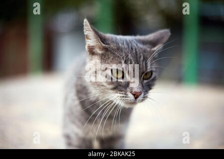 gatto grigio che guarda avanti Foto Stock