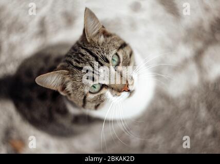 gatto grigio che guarda in alto Foto Stock