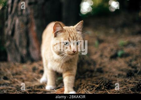 Gatto selvatico zenzero nel bosco Foto Stock