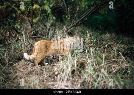 Gatto selvatico zenzero nel bosco Foto Stock