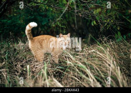 Gatto selvatico zenzero nel bosco Foto Stock