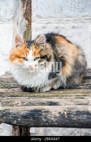 Gatto sulla banchina in villaggio Foto Stock