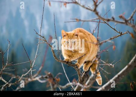 Gatto selvaggio in montagna Foto Stock