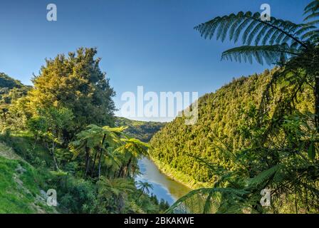 Canyon del fiume Whanganui, a sud di Pipiriki, Manawatu-Wanganui Regione, Isola del Nord, Nuova Zelanda Foto Stock