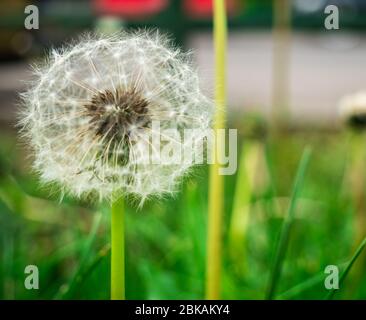 Bel dente di leone su sfondo verde. Primo piano con un fiore di dente di leone. Foto Stock