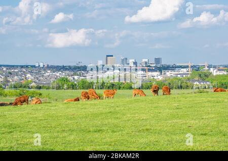 Idillio rurale nelle vicinanze della città di Lussemburgo con bestiame pascolo sul pascolo e le torri uffici Kirchberg sullo sfondo Foto Stock