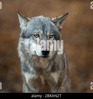 Ritratto di lupo grigio nella foresta Foto Stock