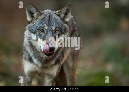 Ritratto di lupo grigio nella foresta Foto Stock