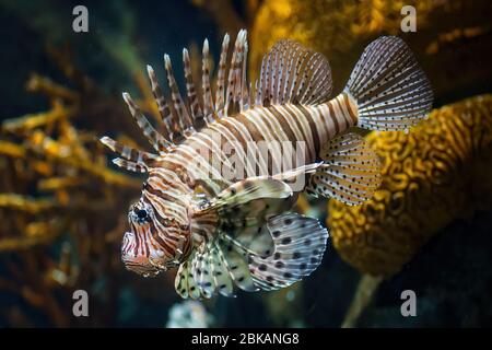 Pesci di leone rossi (Pterois volitans) pesci di barriera corallina veleno, famiglia Scorpaenidae, nativo della regione Indo-Pacifico. Foto Stock