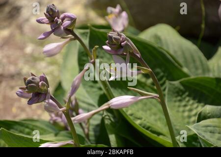 fiori di hosta o sieboldiana elegans in dettaglio sparato Foto Stock