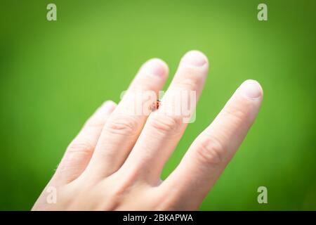 Ladybird a portata di mano, su sfondo verde Foto Stock