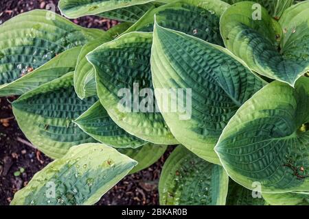 Hosta 'una cosa molto-splendored' Foto Stock