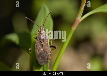 Un piccolo bug di stink sulla foglia Foto Stock