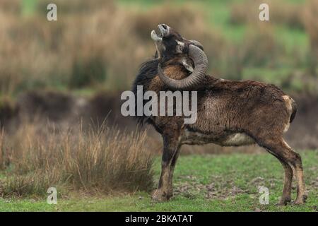 Bighorn nella foresta durante la pioggia Foto Stock