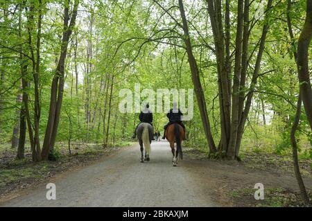 Berlino, Germania. 3 maggio 2020. Due poliziotti cavalcano a cavallo attraverso Grunewald e controllano che le regole della distanza siano rispettate. Credit: Jörg Carstensen/dpa/Alamy Live News Foto Stock