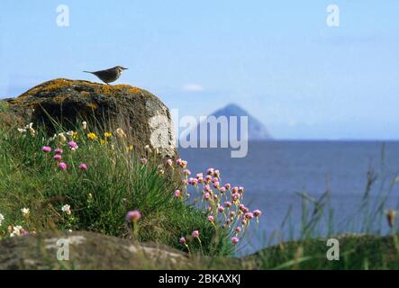 pippit su roccia, kildonan con ailsa criag Foto Stock