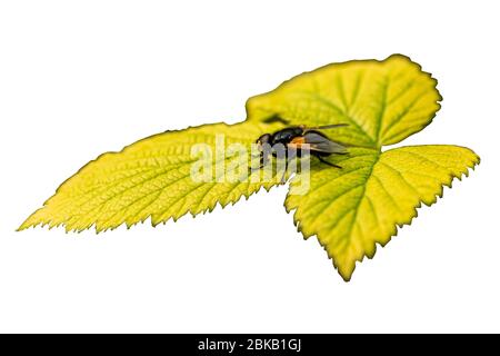 Un volo di mezzogiorno (Mesembrina meridiana) immagine sole-bagnatura sulla vegetazione nel South Downs National Park, West Sussex, Inghilterra meridionale, Regno Unito. Foto Stock