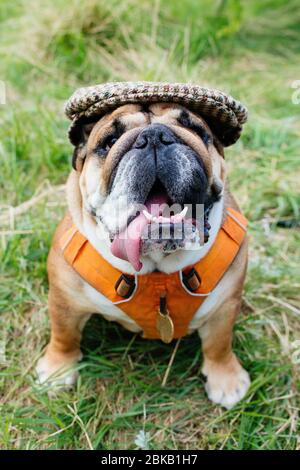 Red English/British Bulldog Dog indossa il cappello per una passeggiata guardando in alto seduto in erba Foto Stock