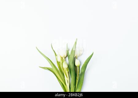 Profumo di fiori freschi e delicati di tulipano su sfondo bianco, disposizione piatta minima. Foto Stock