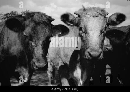 Immagine in bianco e nero di un paio di mucche che si trovano insieme in un campo Foto Stock