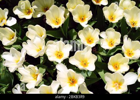 Macro piena di fiori vista dell'interno di un fiore tulipano giallo bianco nel giardino primaverile Foto Stock