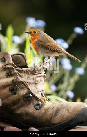 Robin appollaiò su un vecchio scarpone da passeggio in un giardino a York, nello Yorkshire del Nord, in Inghilterra. Foto Stock