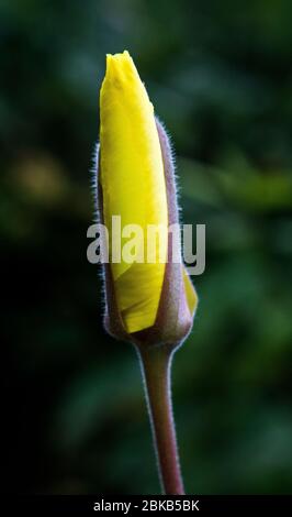 Primo piano di un Oenothers sp., sera Primrose fiore germoglio sul bordo di apertura Foto Stock