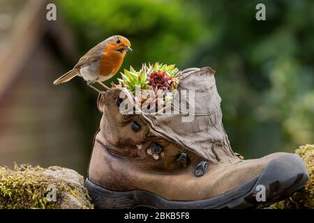 Robin appollaiato su un vecchio bootin in pelle da passeggio piantatrice in un giardino dello Yorkshire del Nord. Foto Stock