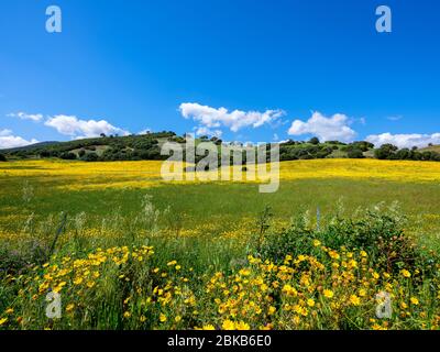 Campo fiorente in primavera con margherite gialle, fiori viola e scarlina Foto Stock