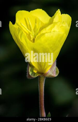 Primo piano di un Oenothera apertura, Primrose sera, fiore in un giardino Oxford Foto Stock