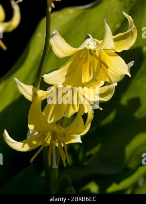 Il dente del cane viola o giglio pigrinato (Erythronium 'Pagoda') pendulous giallo ricorved fiori retroilluminato da primavera pomeriggio sole, aprile Foto Stock