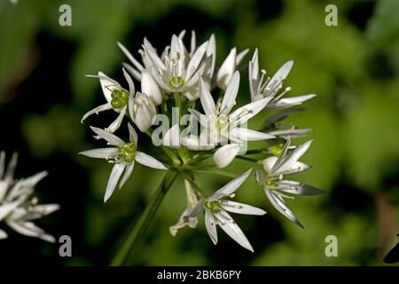 Aglio selvatico o ramsons (Allium ursinum) fiori bianchi di una pianta di bosco con foglie commestibili utilizzate in cucina, Berkshire, aprile Foto Stock