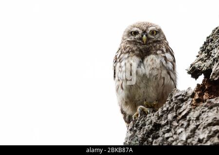 Gufo piccolo nell'albero Foto Stock